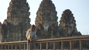 Phra Prang Sam Yot 'ta yaşayan maymunlar. Ünlü turist, Lop Buri Tayland' ın önemli turistik yerleri.