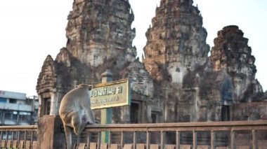 Phra Prang Sam Yot 'ta yaşayan maymunlar ünlü turist, Tayland' ın Lop Buri bölgesinin dönüm noktası. Yavaş çekim