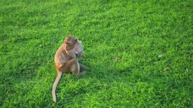 Phra Prang Sam Yot 'ta yaşayan maymunlar ünlü turist, Tayland' ın Lop Buri bölgesinin dönüm noktası. Yavaş çekim