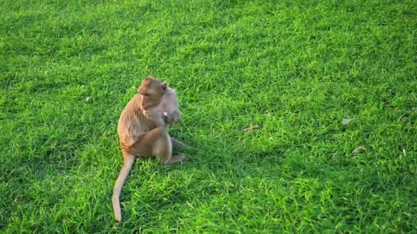 Los Monos Que Viven Phra Yot Famoso Turista — Vídeo de stock © worawit_j #371653718