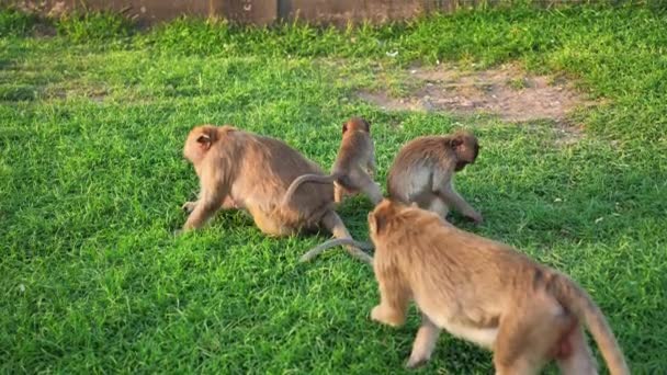 Małpy Które Mieszkają Phra Prang Sam Yot Słynny Turysta Zabytkowe — Wideo stockowe