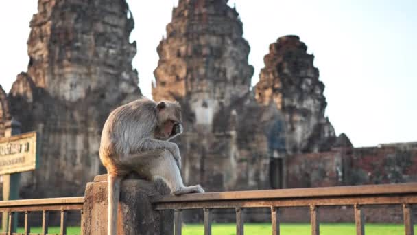 住在泰国罗布里省的Phra Prang Sam Yot著名旅游胜地的猴子 慢动作 — 图库视频影像