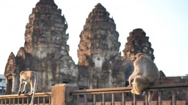 Phra Prang Sam Yot 'ta yaşayan maymunlar ünlü turist, Tayland' ın Lop Buri bölgesinin dönüm noktası. Yavaş çekim