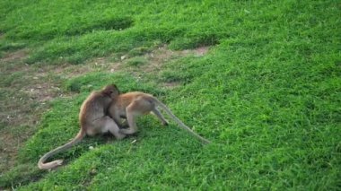 Phra Prang Sam Yot 'ta yaşayan maymunlar ünlü turist, Tayland' ın Lop Buri bölgesinin dönüm noktası. Yavaş çekim