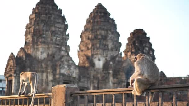 Apen Die Leven Phra Prang Sam Yot Beroemde Toerist Bezienswaardigheden — Stockvideo