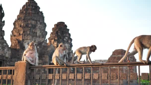 Opice Které Žijí Phra Prang Sam Yot Slavný Turista Zajímavosti — Stock video