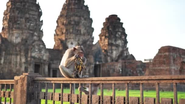 住在泰国罗布里省的Phra Prang Sam Yot著名旅游胜地的猴子 慢动作 — 图库视频影像