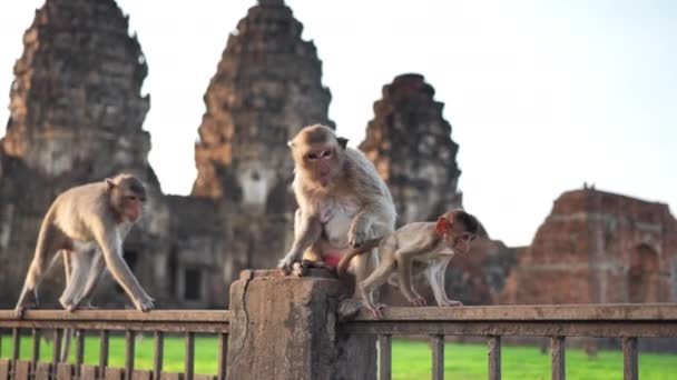 Los Monos Que Viven Phra Prang Sam Yot Famoso Turista — Vídeos de Stock