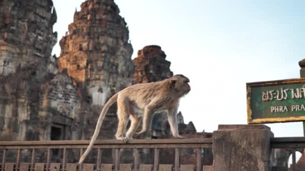 Macacos Que Vivem Phra Prang Sam Yot Famoso Turista Atrações — Vídeo de Stock