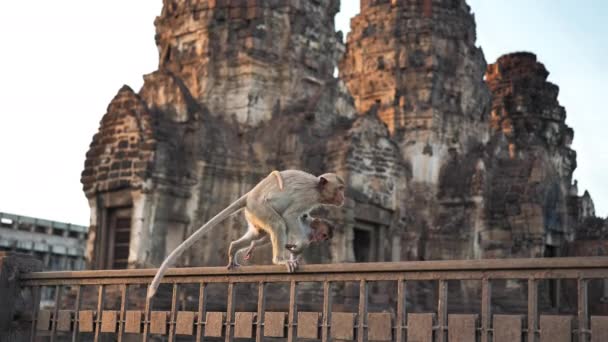 Macacos Que Vivem Phra Prang Sam Yot Famoso Turista Atrações — Vídeo de Stock