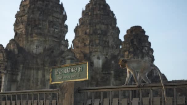 Apen Die Leven Phra Prang Sam Yot Beroemde Toerist Bezienswaardigheden — Stockvideo