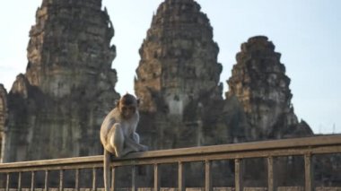 Phra Prang Sam Yot 'ta yaşayan maymunlar. Ünlü turist, Lop Buri Tayland' ın önemli turistik yerleri.