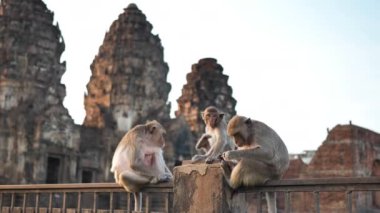 Phra Prang Sam Yot 'ta yaşayan maymunlar ünlü turist, Tayland' ın Lop Buri bölgesinin dönüm noktası. Yavaş çekim