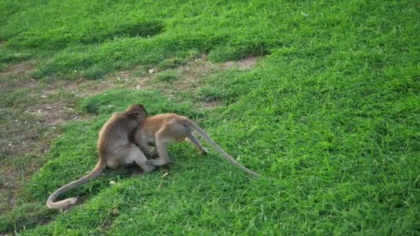 住在泰国罗布里省的Phra Prang Sam Yot著名旅游胜地的猴子 慢动作 — 图库视频影像