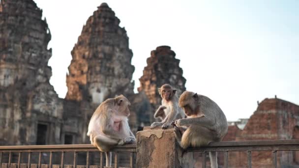 Los Monos Que Viven Phra Yot Famoso Turista — Vídeo de stock © worawit_j #371653718