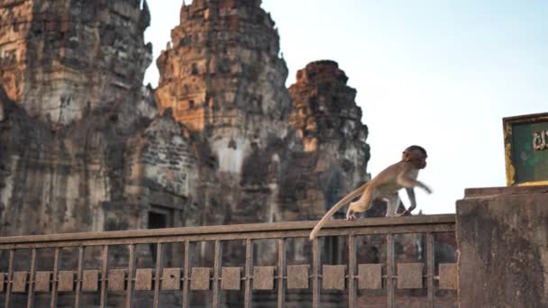 Monos Que Phra Prang Sam Yot Famoso Turista Lugares — Vídeo de stock © #371690088