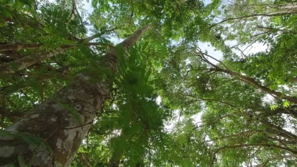 Titta Upp Skogen Vacker Höst Dag Och Sol Skiner Genom — Stockvideo