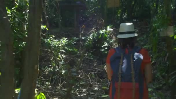 Achteraanzicht Van Backpacker Aziatische Vrouw Wandelen Bos Zon Ochtend Wandelaars — Stockvideo