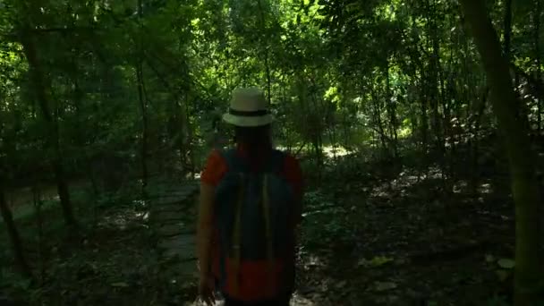 Baksidan Backpacker Asiatisk Kvinna Promenader Skogen Och Solsken Morgonen Vandrare — Stockvideo