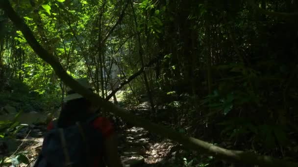 Baksidan Backpacker Asiatisk Kvinna Promenader Skogen Och Solsken Morgonen Vandrare — Stockvideo