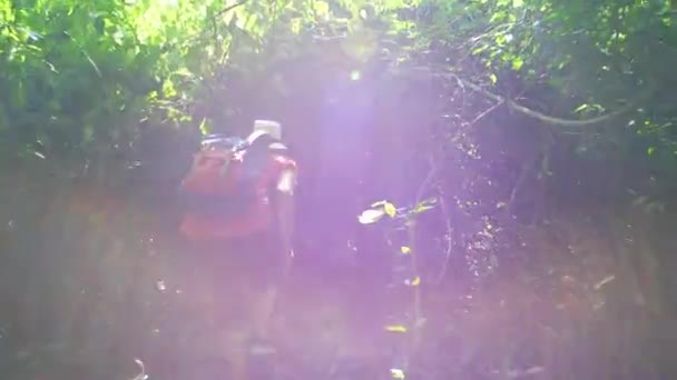 Retrovisore Backpacker Donna Asiatica Che Cammina Nella Foresta Sole Mattino — Video Stock