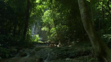 Ormanın derinliklerindeki görünmeyen şelale manzarası sabah yemyeşil yapraklar ve güneş ışığı. Saraburi Asya Tayland