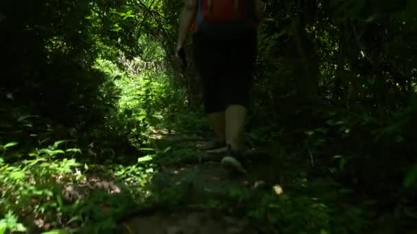 Niskie Ujęcie Backpacker Azjatki Chodzącej Rano Lesie Słońcu Turyści Piesze — Wideo stockowe