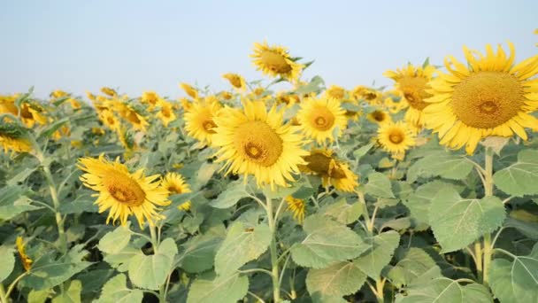 Pole Kvetoucích Slunečnic Pohybujících Větru Ranním Slunci Společné Slunečnice Přírodní — Stock video