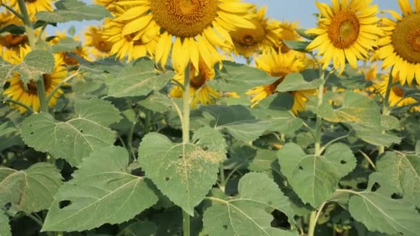 Gebied Van Bloeiende Zonnebloemen Bewegen Wind Ochtendzon Gemeenschappelijke Zonnebloem Natuurlijke — Stockvideo