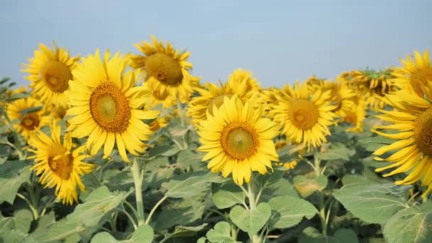 Field of blooming sunflowers moving in the wind and the morning sunshine . Common sunflower natural background. Slow motion