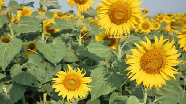 Gebied Van Bloeiende Zonnebloemen Bewegen Wind Ochtendzon Gemeenschappelijke Zonnebloem Natuurlijke — Stockvideo