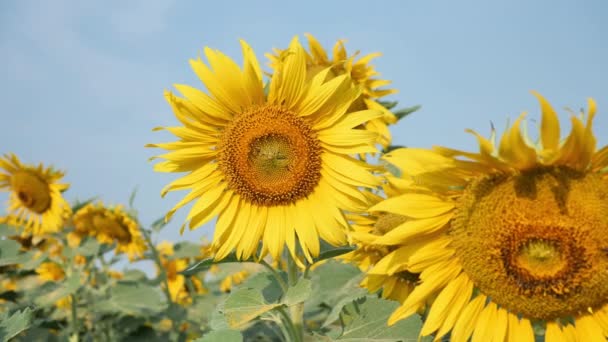 Sluiten Van Bloeiende Zonnebloemen Bewegen Wind Ochtendzon Gemeenschappelijke Zonnebloem Natuurlijke — Stockvideo