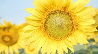 Rüzgarda ve sabah güneşinde hareket eden çiçek açan ayçiçeklerine yakın. Yaygın ayçiçeği doğal arka plan. Yavaş çekim