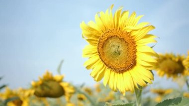 Rüzgarda ve sabah güneşinde hareket eden çiçek açan ayçiçeklerine yakın. Yaygın ayçiçeği doğal arka plan. Yavaş çekim