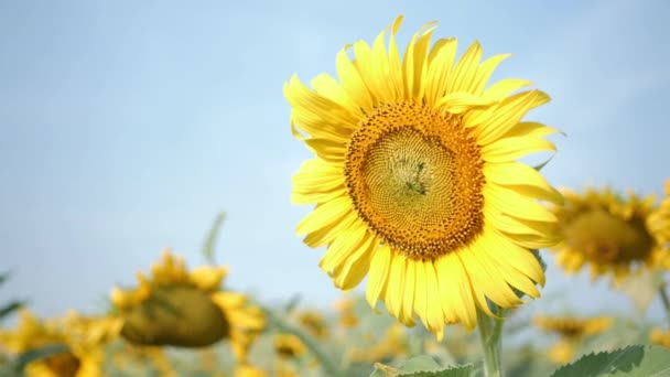 Близько Квітучих Соняшників Рухаються Вітрі Ранковому Сонці Поширений Природний Фон — стокове відео