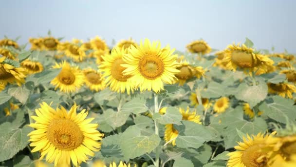 Pole Kvetoucích Slunečnic Pohybujících Větru Ranním Slunci Společné Slunečnice Přírodní — Stock video