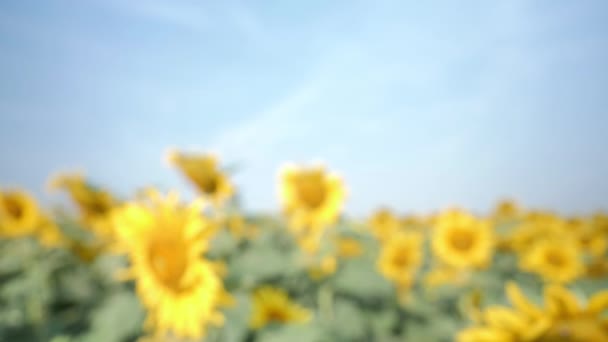 Smuga Naturalne Tło Kwitnące Słoneczniki Poruszające Się Wietrze Porannym Słońcu — Wideo stockowe