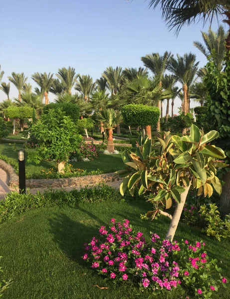 Resort Ägypten Jardin 2017 — Stockfoto