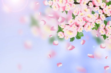 Arka plan bahar, çiçekler, Bahar