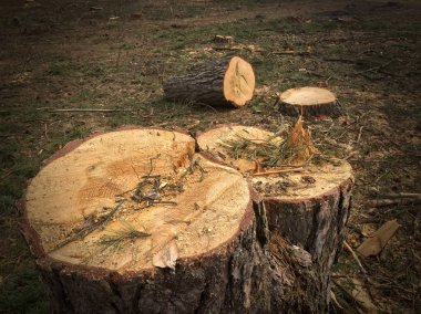 Ormanın içinde kesilen kereste