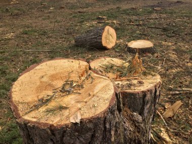 Ormanın içinde kesilen kereste