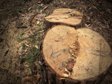 Ormanın içinde kesilen kereste