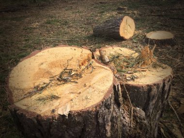 Ormanın içinde kesilen kereste