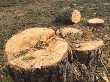 Ormanın içinde kesilen kereste