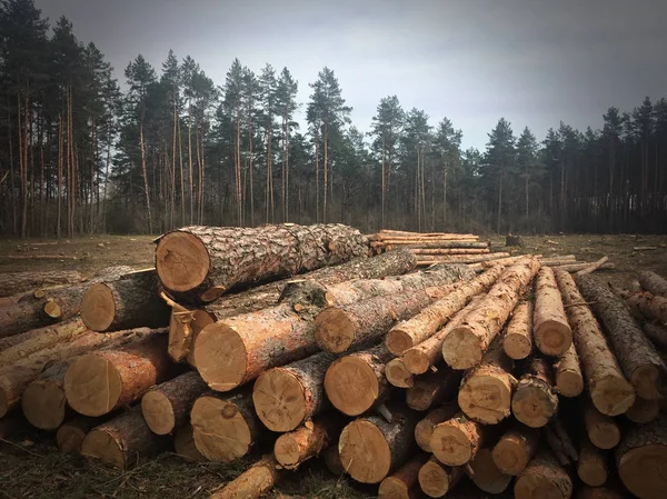 Drewna Lesie — Zdjęcie stockowe