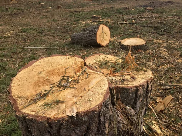 Ormanın içinde kesilen kereste
