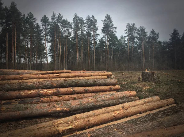 Pokáceného Dřeva Lese — Stock fotografie
