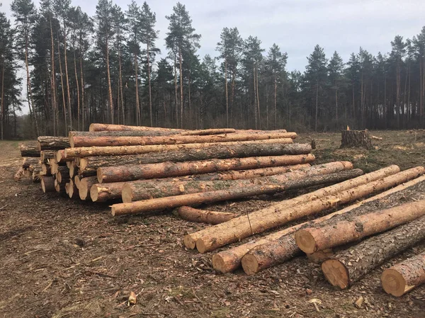 森の伐採木材 — ストック写真