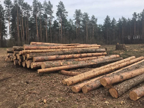 Bois Abattu Dans Forêt — Photo