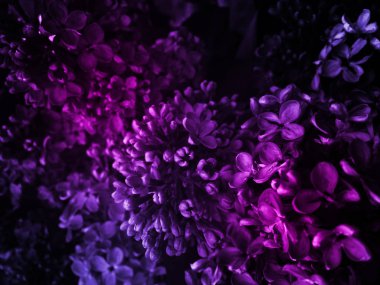 çiçekler koyu arka plan